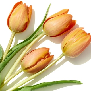 맥호프 잠실본점