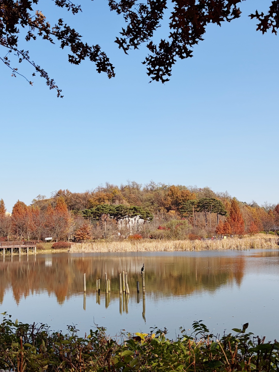 은행나무갈매기 역곡16호점