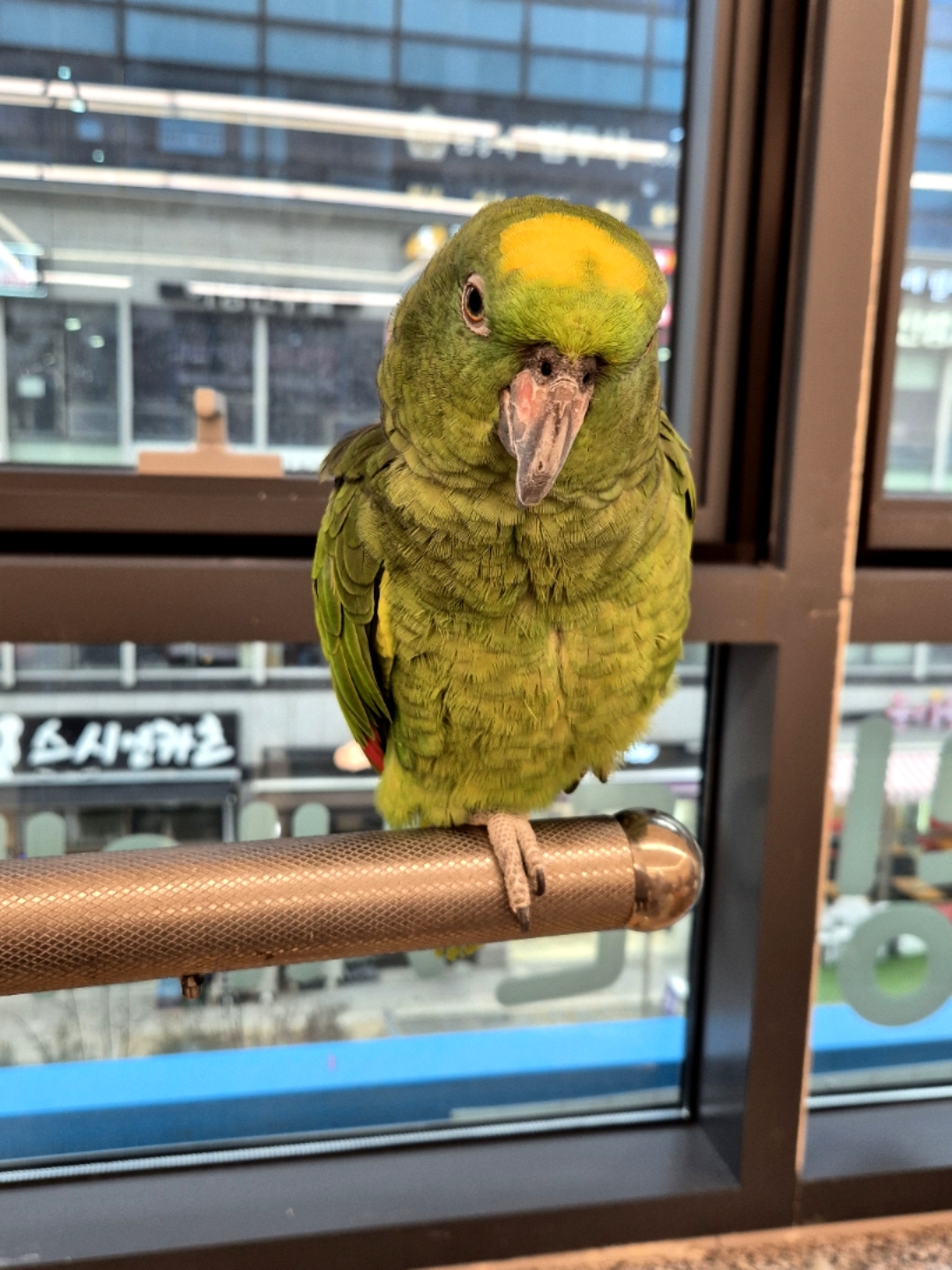 앵무새카페 버드리치