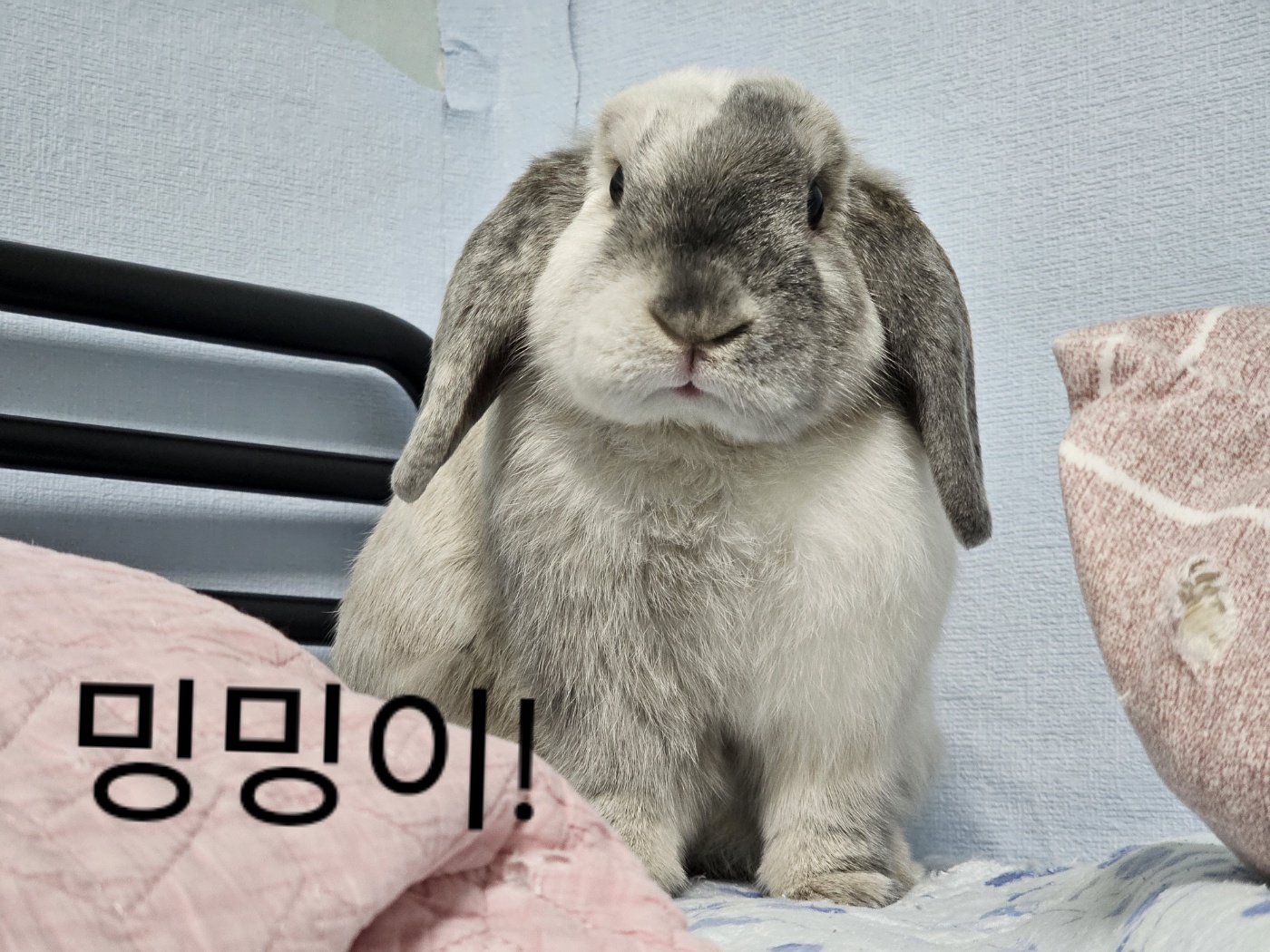 빽다방 관악중부시장점