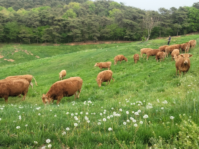 칠갑산한우마을